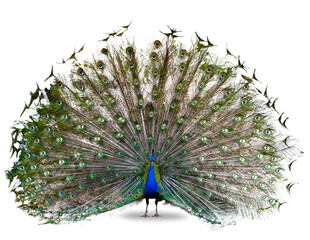 Obraz premium The Indian peafowl or blue peafowl dance display isolated on white background