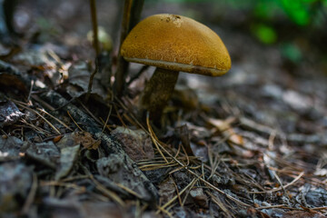 Mushroom Nature Forest Plant Cap