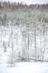 Fototapeta premium Beautiful Europe winter pine tree forest snow landscape.