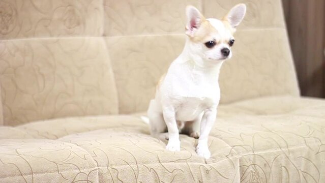 Chihuahua dog, boy. Cheerful, cute, funny, sad, tired Lies sits runs around the sofa and barks