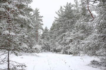 Lovely winter forest landscape view with pine trees covered with freshly snown snow.