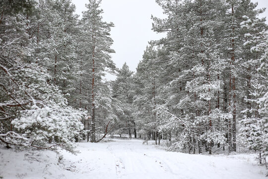 Lovely winter forest landscape view with pine trees covered with freshly snown snow.