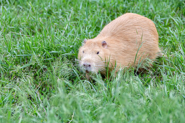 A beaver in the green grass is chasing prey for food.