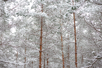 Obraz premium Lovely winter forest landscape view with pine trees covered with freshly snown snow.