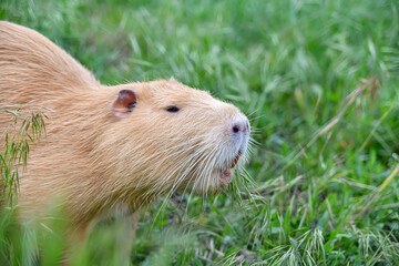 A beaver among the grassy greenery in the field sniffs out prey for food.