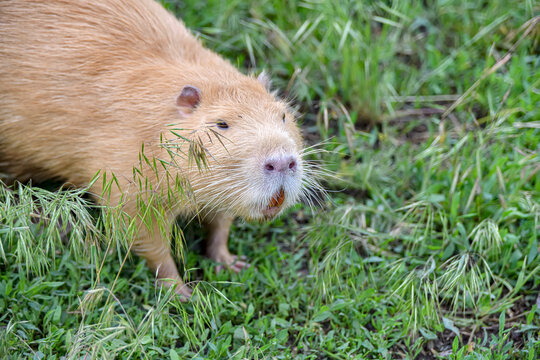 A beaver among the grassy greenery in the field is looking for food.