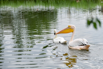 A pelican and a white swan swim in a pond in the park.