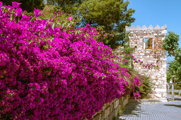Fototapeta na wymiar Blütenpracht in Kos-Stadt mit Festungsanlagen auf der griechischen Insel