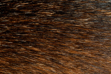 close up black and brown dog skin for texture and pattern.