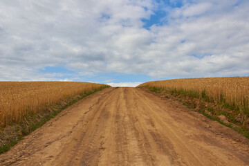 Road to the mountains through a field of young wheat,dirt road to the mountain with a wheat field