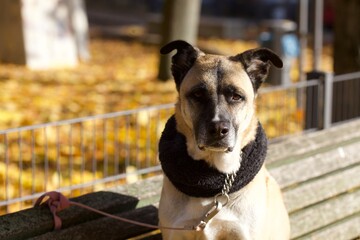 Sweet Belgian Shepherd Malinos sitting on a bench on a sunny autumn day
