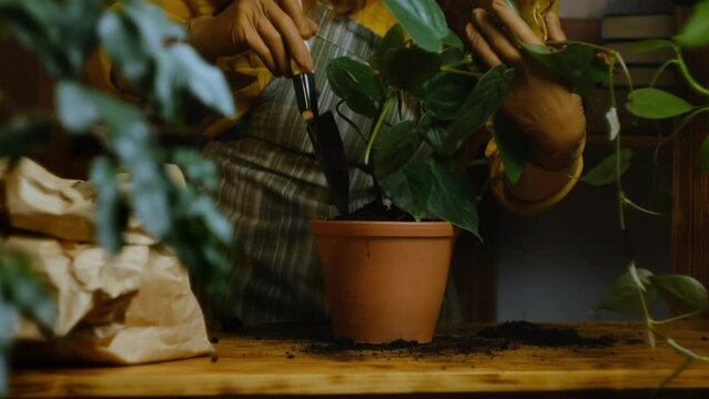 Gardener transplants houseplant into ceramic pot. Female hands pour soil into flower pot with garden scoop. Home gardening, greenery, biophilia concept.
