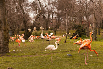 Walking in Madrid near pink flamingos
