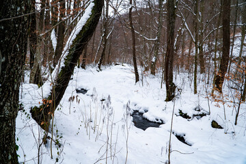 Frozen river in the woods, winter forest landscape, hole in a winter river 