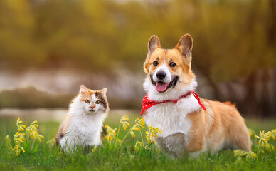 cute fluffy friends cat and puppy corgi pembroke walk on a blooming sunny meadow - obrazy, fototapety, plakaty