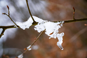 ice pattern, melted snow on a branch, dripping ice , winter background