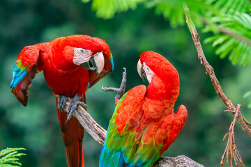 two scarlet macaws fighting 