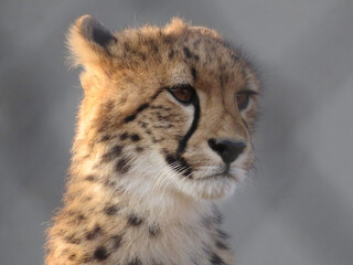portrait of cheetah