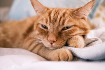 Fototapeta na wymiar Tired cat lying on the bed