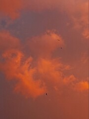 Fototapeta premium sunset in the sky