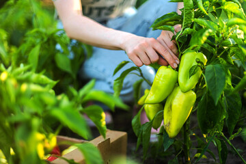 Woman Harvests Peppers From Her Garden