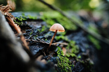 Small Brown Mushroom Growing Out of Mossy Wet Tree Bark