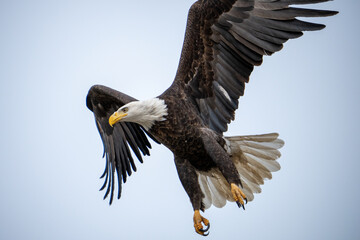 Bald Eagle in Flight up close