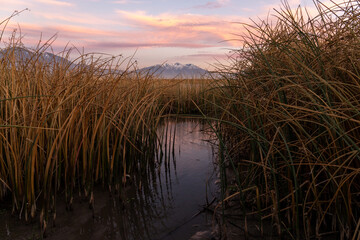 Sunset looking through the reeds at Utah Lake