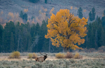 Bull Elk in Wyoming during Fall in a field