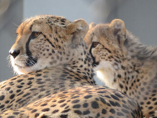 portrait of a cheetah