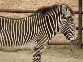 zebra in zoo