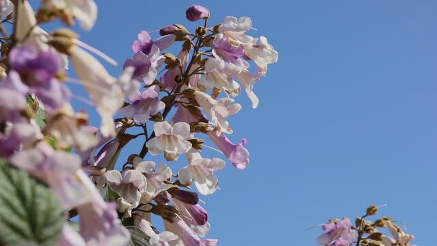 kiri tree flower