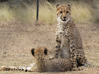 Fototapeta na wymiar cheetah and cub
