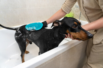 process of washing a black and tan German pinscher in a bathtub with a shower, shampoo and a scrub...