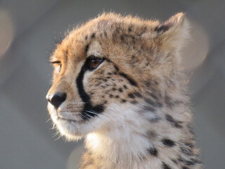 portrait of a leopard