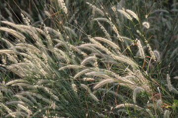 Grass flowers in the meadow against green trees in daylight