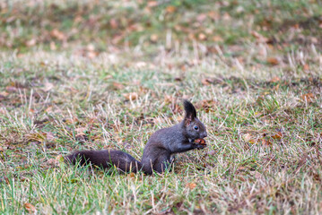Naklejka na ściany i meble A cute black variant of a red squirrel in the grass that holds a nut in its paws and eats it. High quality photo