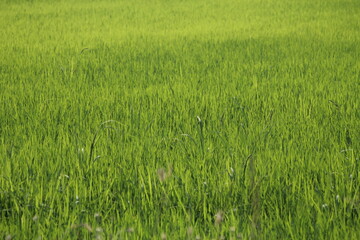 Green rice fields in Thailand
