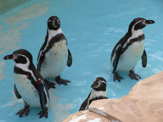 penguins on the rocks
