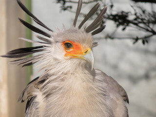 bird of prey