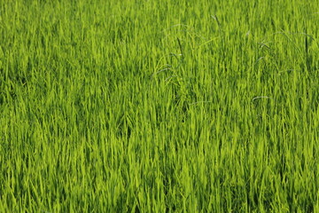 Green rice fields in Thailand