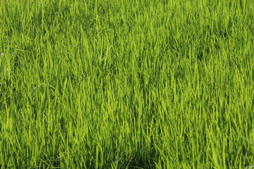 Obraz premium Green rice fields in Thailand