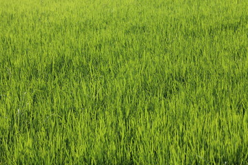 Green rice fields in Thailand