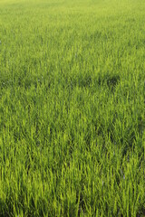 Green rice fields in Thailand