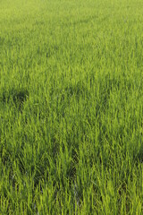 Green rice fields in Thailand