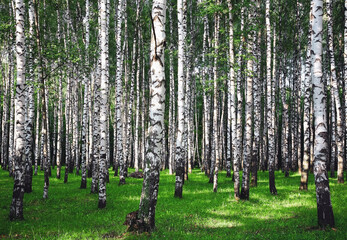 Summer birch forest in sunlight - 484438615