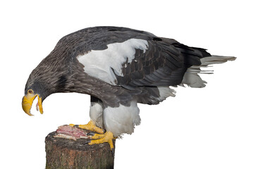 A bird of prey is a Steller's sea eagle in the family Accipitridae, standing sideways on the edge of a stump, tilting its head and pecking at a fish lying nearby. Isolated on a white background.