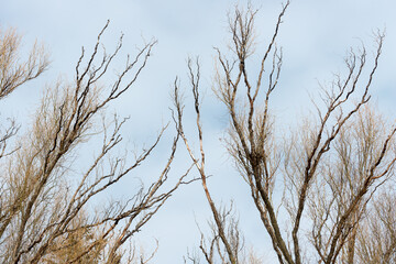 branches against blue sky