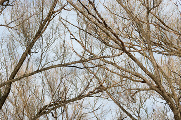 Fototapeta na wymiar willow branches against sky