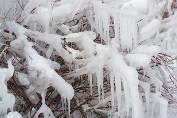 snow and ice covered branches
